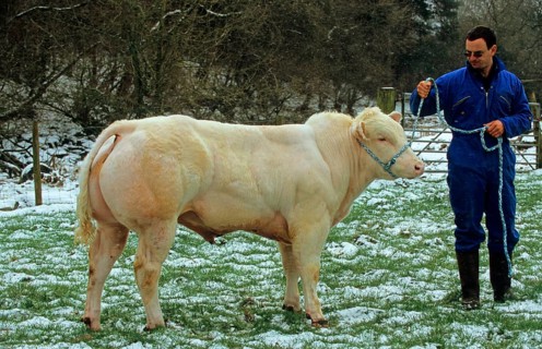 Domestic cattle