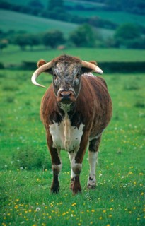 Longhorn cattle