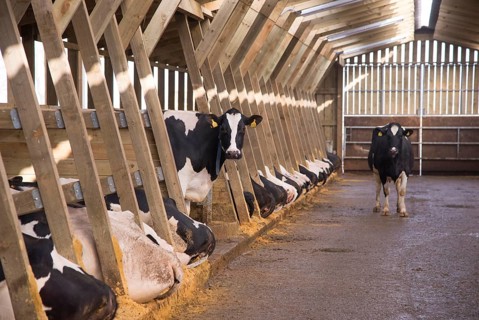 Dairy farming