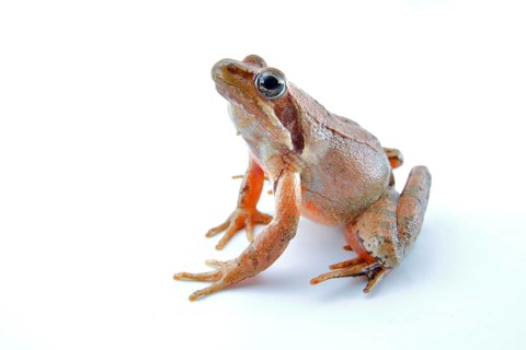 Italian agile frogs