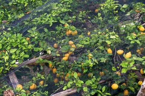 Lemon trees with fruit under shade nets to prevent sunburn