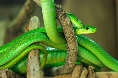 Common mamba