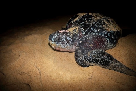 Leatherback sea turtle