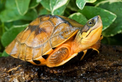 Chinese Three-striped Hinged Turtle