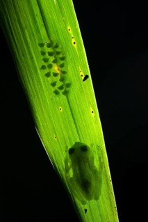 Berger's glass frog
