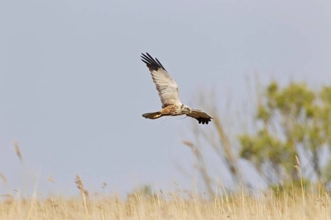 Western western marsh-harrier