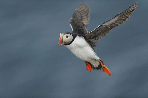 Puffin