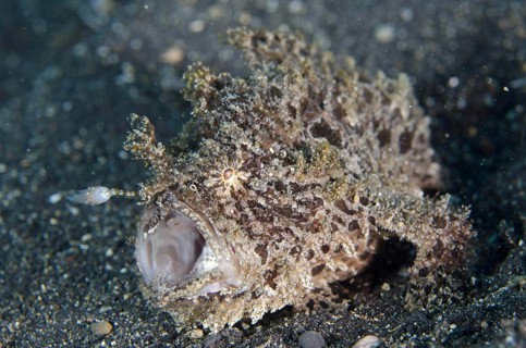 Striated frogfish