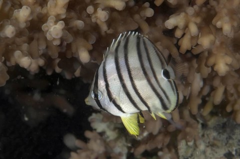 Eight-banded Butterflyfish