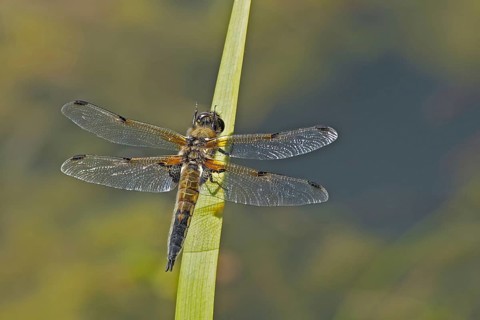 Adult four-spotted chaser