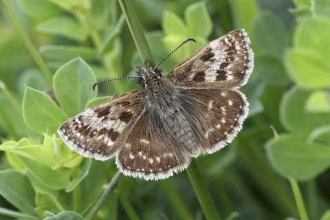 Dingy Skipper