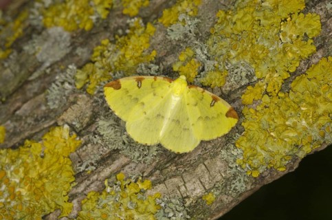 Brimstone Moth