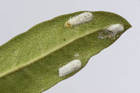 Cushion scale insect
