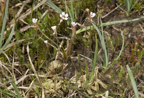 Pale Butterwort