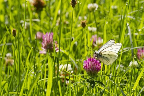 Black-veined White
