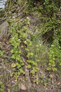 Garlic Mustard
