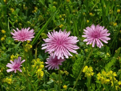 Pink hawk's beard