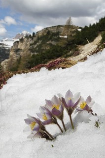 Anemone vernalis