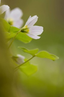 Common wood sorrel