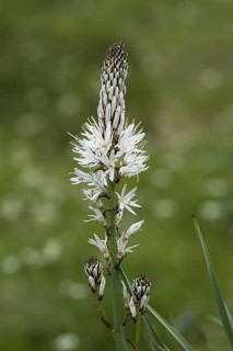 White white asphodel