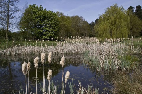 Broad-leaved bulrush