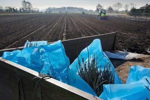 Tree planting