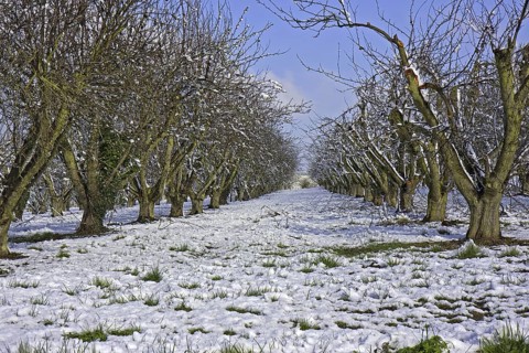 Cultivated apple trees