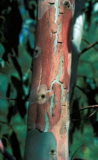 Tree eucalyptus
