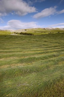 Newly mown hay meadow in the Highlands