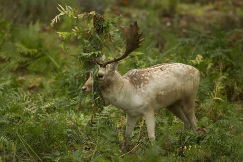 Fallow Deer