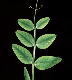 Manganese deficiency