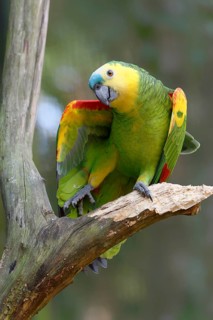 Blue-fronted Parrot or blue-fronted amazon