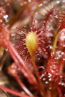 Median sundew