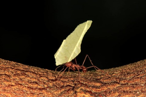 Leafcutter ant