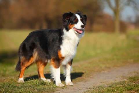 Australian Shepherd