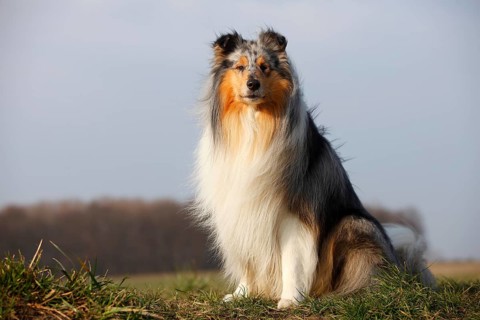 Scottish shepherd dog