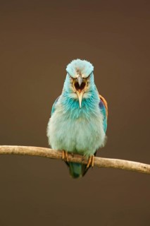 Blue european roller