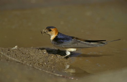 Reborn red-rumped swallow