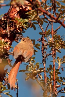 Tawny Tit-spinetail