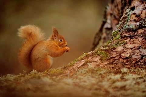 Eurasian red eurasian red squirrel