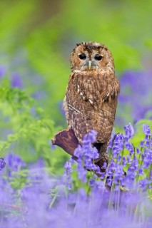 Tawny Owl
