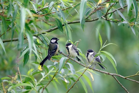 Great Tit