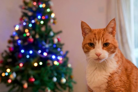 Domestic cat