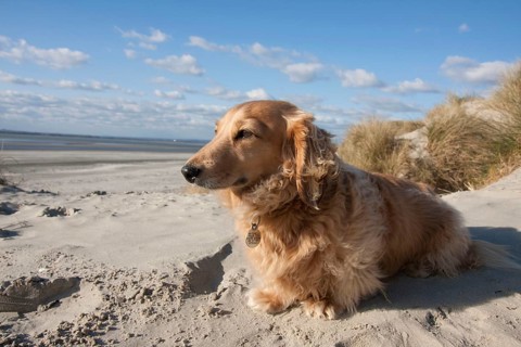 Domestic dog