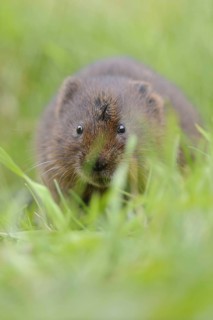 Eastern vole