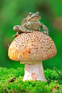Common Toad