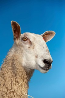 Domestic Sheep