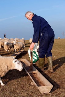 Sheep farming