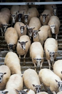 Sheep farm