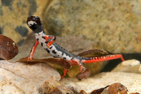 Spectacled salamander